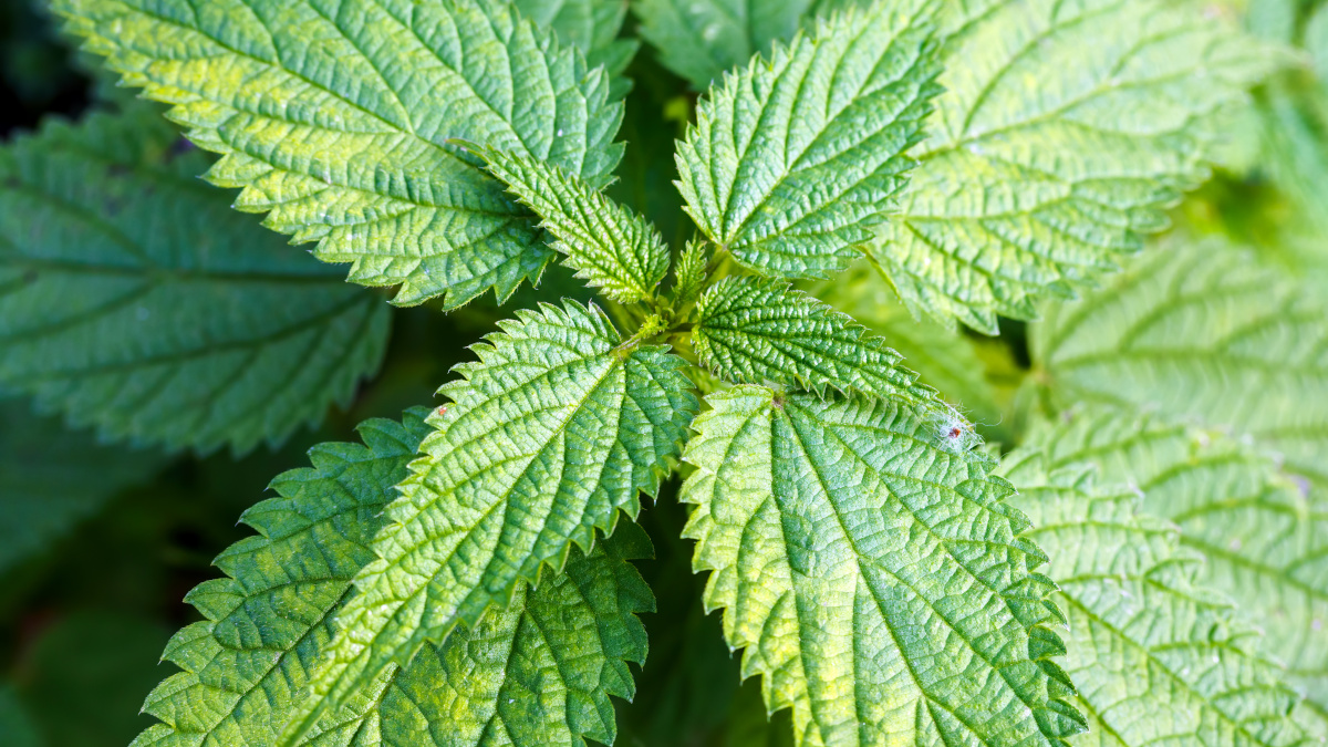 Planta de Ortiga Mayor con hojas dentadas y pelos urticantes