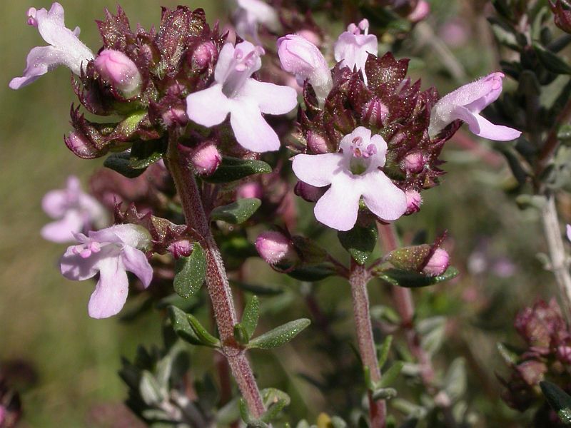 Mata de Tomillo con pequeñas hojas y flores rosadas